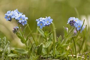 Alpine forget-me-not - in flower. Very rare in UK