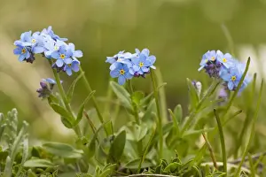 Alpine forget-me-not (Myosotis alpestris) in flower. Very rare in UK