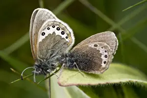 Mate Prints: Alpine Heath butterfly - mating pair - in Swiss Alps