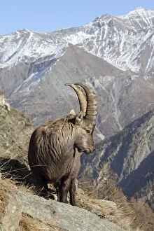 Images Dated 20th November 2009: Alpine Ibex - buck on moutainside