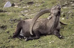 Alpine Ibex (Capa ibex) - Switzerland - Male - Confined to high mountains of the Alps (2000-3500 m) - Both sexes have horns although females are much smaller - Grazes on grasses and herbs of alpine and in forests browses on trees