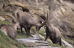 Alpine Ibex (Capa ibex) - Switzerland - Males fighting - Confined to high mountains of the Alps (2000-3500 m) - Both sexes have horns although females are much smaller - Grazes on grasses and herbs of alpine and in forests browses on trees