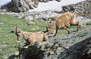 Alpine Ibex (Capra ibex) two adolescent