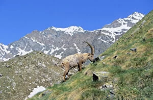 Aosta Gallery: Alpine Ibex (Capra ibex) bull grazing