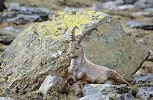 Aosta Gallery: Alpine Ibex (Capra ibex) bull having his