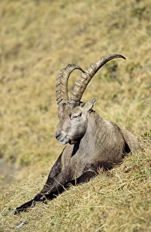 Alpine Ibex (Capra ibex) bull resting