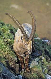 Alpine Ibex (Capra ibex) bull in spring