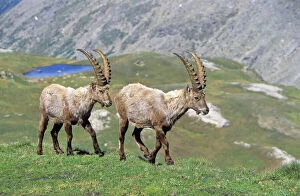 Bulls Gallery: Alpine Ibex (Capra ibex) two bulls in spring