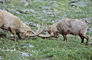 Toed Gallery: Alpine Ibex (Capra ibex) two old bull fighting