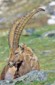 Alpine Ibex (Capra ibex) portrait of a bull