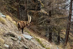 Aosta Gallery: Alpine ibex (capra ibex), Valsavarenche, Gran Paradiso