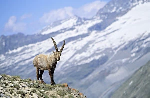 Aosta Gallery: Alpine Ibex (Capra ibex) young bull in spring