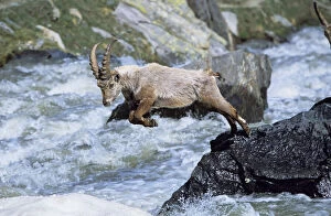 Alpine Ibex (Capra ibex) young bull trying