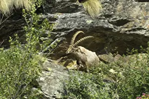 Ibexes Prints: Alpine Ibex Italian Alps