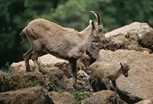 Alpine Ibex with Kid