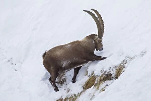 Alpine Ibex - male looking for food in snow - Italy