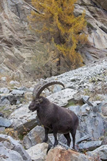 Bovid Gallery: Alpine Ibex - male on rocks - Italy