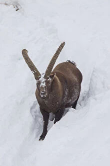 Alpine Ibex - male in snow - Italy