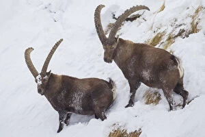 Bovid Gallery: Alpine Ibex - males in snow - Italy