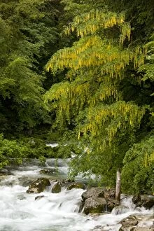 Images Dated 6th June 2011: Alpine Laburnum - tree by the Savica river