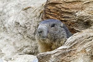 Alpine Marmot - in burrow