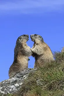 Marmots Prints: Alpine Marmot - two together - Europe