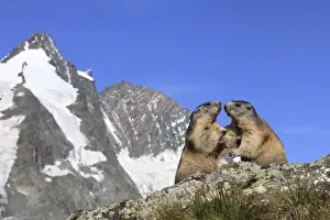 Alpine Marmot - two together - Europe