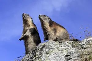Marmots Prints: Alpine Marmot - two together - Europe