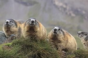 Images Dated 15th August 2011: Alpine Marmot - group - Europe