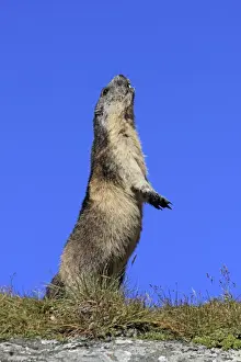 Alpine Marmot - on hind legs - Europe