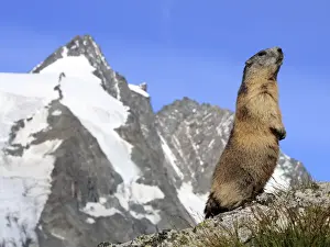 Alpine Marmot - on hind legs - Europe
