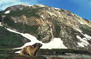 Alpine Marmot in mountain - landscape - Ecrin Alps - France