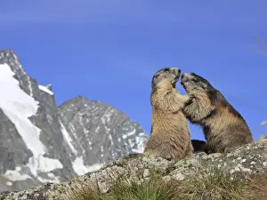 Alpine Marmot - pair fighting - Europe