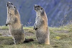 Images Dated 14th August 2011: Alpine Marmot - pair on hind legs