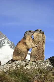 Marmots Prints: Alpine Marmot - pair on hind legs together - Europe