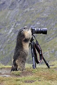 Images Dated 15th August 2011: Alpine Marmot - standing up at camera on tripod - Europe