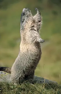 Marmots Prints: Alpine Marmot - stretching