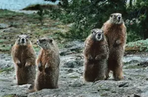 Alpine Marmot four upright in winter coat - Passo Stelvio Italy
