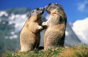 Images Dated 29th November 2007: Alpine Marmots