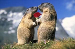 Cuddling Gallery: Alpine Marmots two facing each other one holding red rose