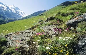 Images Dated 16th November 2005: Alpine Meadow Flowers Gross Glockner Mountain range. Hohe Tauern National Park, Austria