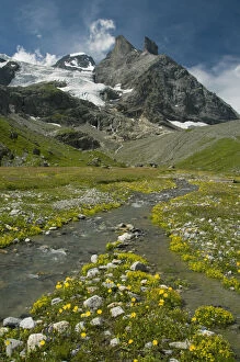 Alpine meadow below Tschingelhorn, 3562