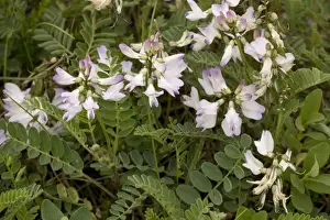 Alpine milk-vetch (Astragalus alpinus); arctic-alpine flower