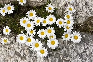 Images Dated 19th June 2011: Alpine Moon Daisy - at high altitude in the Swiss Alps