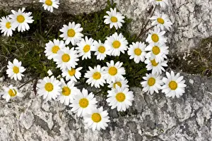 Alpine Moon Daisy - at high altitude in the Swiss Alps