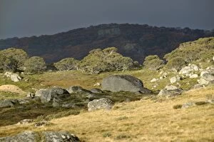Images Dated 16th February 2011: Alpine National Park JLR 57 Near Falls Creek, North East Victoria