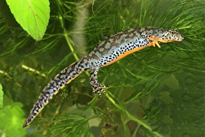 Images Dated 6th May 2007: Alpine Newt - female - Switzerland