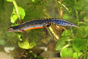Images Dated 11th May 2007: Alpine Newt - male - Switzerland