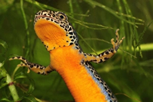 Images Dated 11th May 2007: Alpine Newt - male - Switzerland