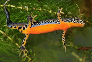 Images Dated 6th May 2007: Alpine Newt - male - Switzerland